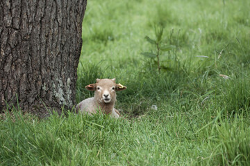 portrait of cute portland sheep lamb resting by the trunk of a tree