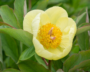 Paeonia mlokosewitschii flower. Yellow peony Paeonia bowl-shaped lemon-yellow flower with deep yellow stamens. Paeonia daurica. © Kaja