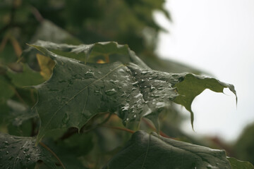 Close up of wet leaves