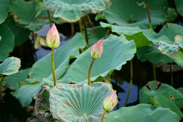 Lotus flowers bloom on the surface of the lake