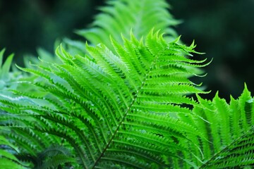 fern leaf in the forest