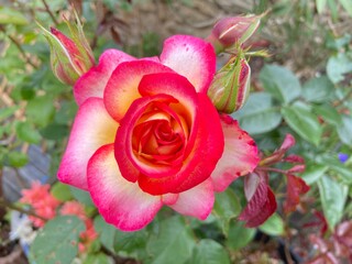 Rose flowers texture background 