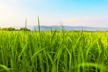 The rice fields are full, waiting to be harveste under blue sky. Farm, Agriculture concept.