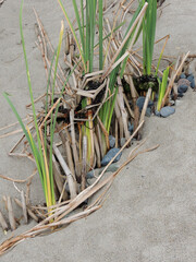 Reeds Sand and Stones