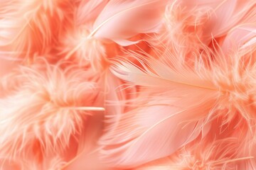 Peach Fuzz color feathers background