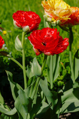 Obraz premium Beautiful Gudoshnik Double tulips in spring garden