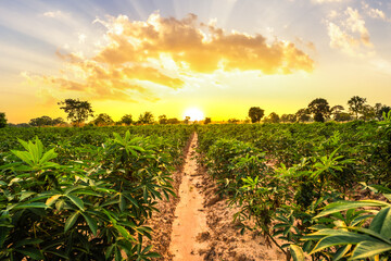 Cassava fields are growing and waiting for harvest with sunset. Farm and Agriculture concept.