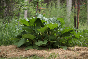 rhubarb in the garden, growing in the vegetable garden