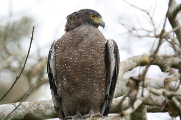 crested serpent eagle