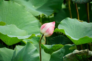 Lotus flowers bloom on the surface of the lake