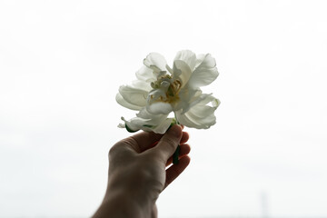 Beautiful white flower peony in woman's hand