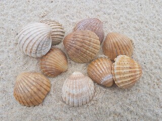Land art avec des coquillages sur la plage des Landes