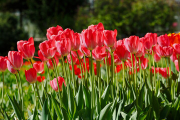 A group of beautiful tulips in the spring garden