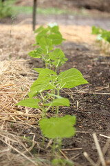 young bush beans sprouting in the garden