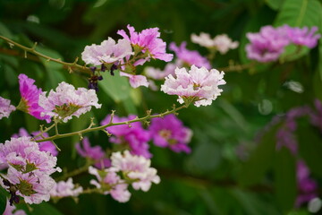 Fototapeta premium Lagerstroemia speciosa flowers bloom in summer