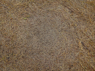 The dried pine leaves fall down on the floor. Brown nature background of autumn fallen pine needles and leaves in a fall season forest. natural backdrop for concept and design. Fallen twigs on ground.