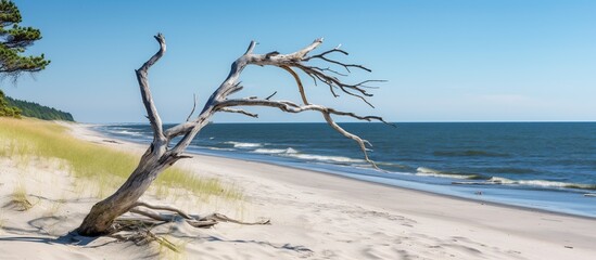 Dead tree lying horizontal on the wild beach the ocean