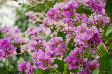 Lagerstroemia speciosa flowers bloom in summer