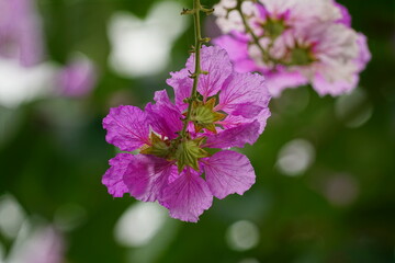 Lagerstroemia speciosa flowers bloom in summer