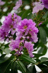 Lagerstroemia speciosa flowers bloom in summer