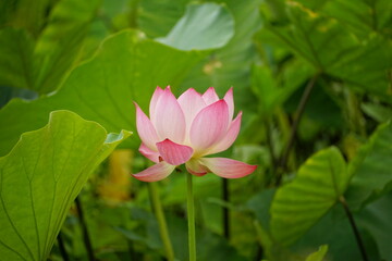 Lotus flowers bloom on the surface of the lake