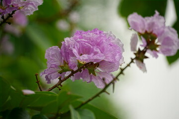 Lagerstroemia speciosa flowers bloom in summer