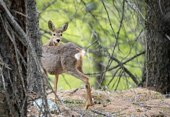 Wild european female roe deer (Capreolus capreolus) standing in a thick forest on springtime. Alps, Italy.