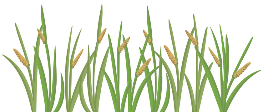 muskrat root, Acorus calamus, vector drawing wild plants at white background, floral border, hand drawn botanical illustration