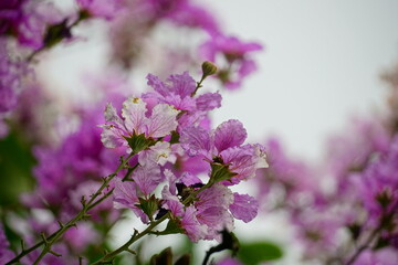 Lagerstroemia speciosa flowers bloom in summer