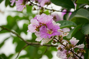 Lagerstroemia speciosa flowers bloom in summer