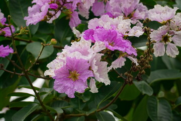 Lagerstroemia speciosa flowers bloom in summer