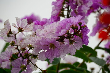 Fototapeta premium Lagerstroemia speciosa flowers bloom in summer