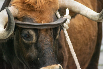 Portrait of an ox in the traditional festival of Allariz. Festa do Boi. Galicia, Spain.