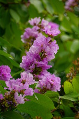Obraz premium Lagerstroemia speciosa flowers bloom in summer