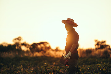 A cassava farmer holds a hoe and stands in the middle of his field during sunset.