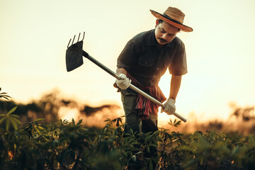 Cassava farmers are digging in the middle of their fields during sunset.