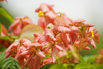 Close-up of Mussaenda philippica flower