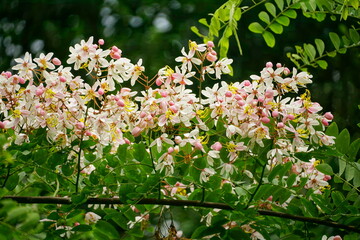 Cassia javanica flowers bloom on the tree