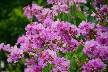 Lagerstroemia speciosa flowers bloom in summer