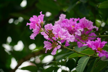 Lagerstroemia speciosa flowers bloom in summer