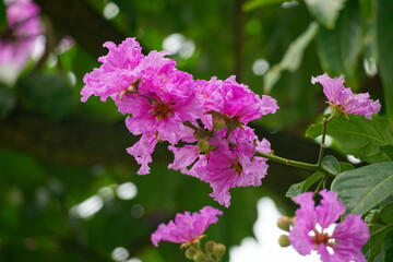 Fototapeta premium Lagerstroemia speciosa flowers bloom in summer