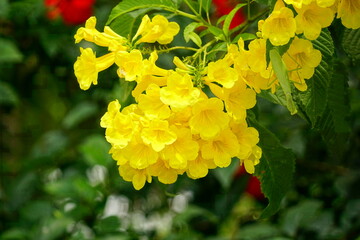 Close-up of yellow Tecoma stans blooming flowers