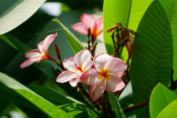 Close-up of red Plumeria flowers blooming