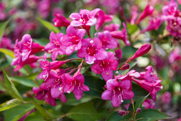 Blossom of Weigela florida. Beautiful vibrant pink flowers in spring. Shrubs Weigela in the family Caprifoliaceae. Seasonal natural background.