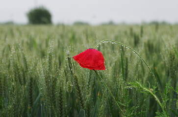 Red poppy in the field under the rain