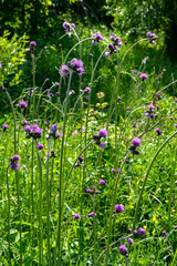 Cirsium rivulare is a species of flowering plant in the family Asteraceae.
