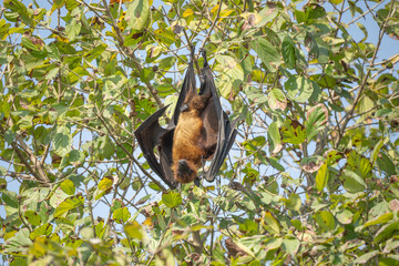 indian flying fox or greater indian fruit bat or Pteropus giganteus face closeup or portrait hanging on tree with wingspan eye contact at ranthambore national park forest tiger reserve rajasthan india