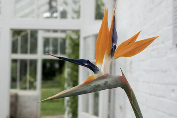strelitzia reginae commonly known as the crane flower bird of paradise of isigude