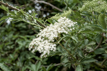 pretty creamy white coloured flowers of the common elder sambucus nigra feared by the devil