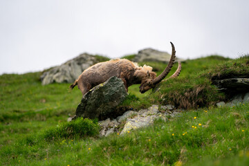Close-up shot of a majestic mountain ibex (Capra ibex) in the wild with impressive horns and a commanding gaze. The photograph captures this magnificent animal in its natural mountain habitat.